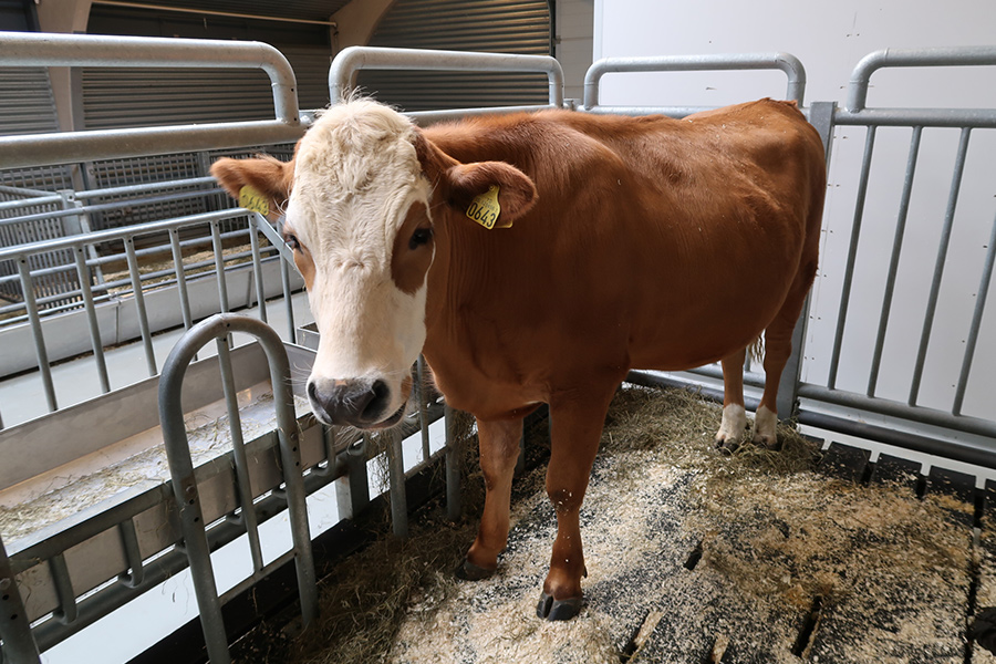 Cows never look impressed with their human visitors and have no qualms about letting everything loose in front of you.